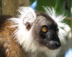 Madagaskar