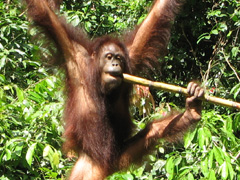Borneo